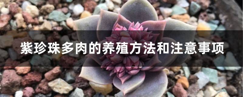 紫珍珠