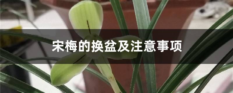 宋梅的换盆及注意事项