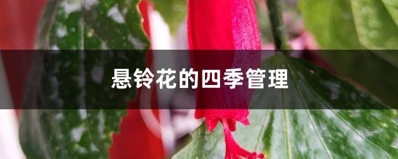 悬铃花的四季管理