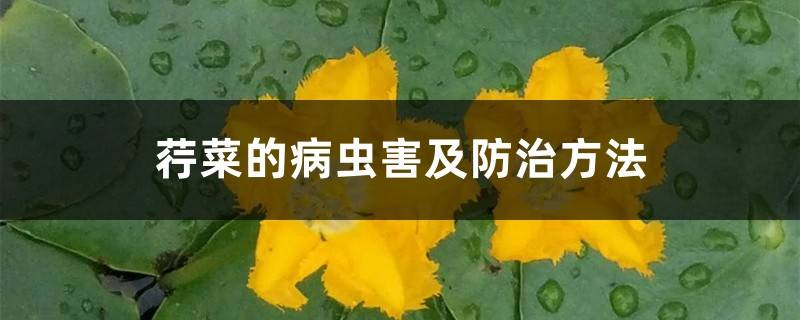 荇菜的病虫害及防治方法