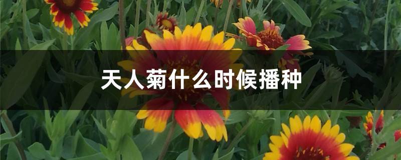 天人菊什么时候播种