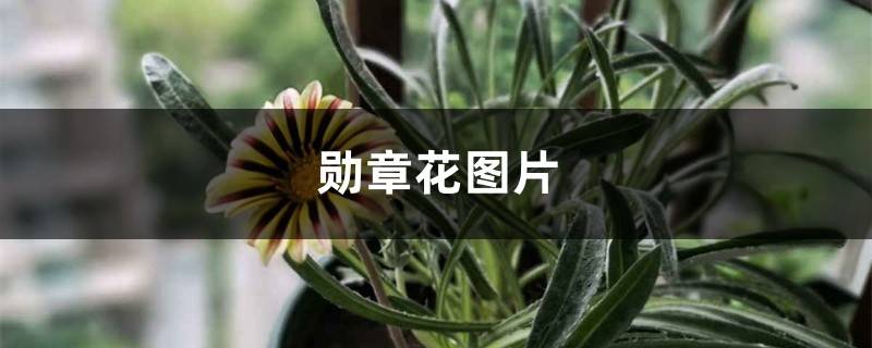 勋章花