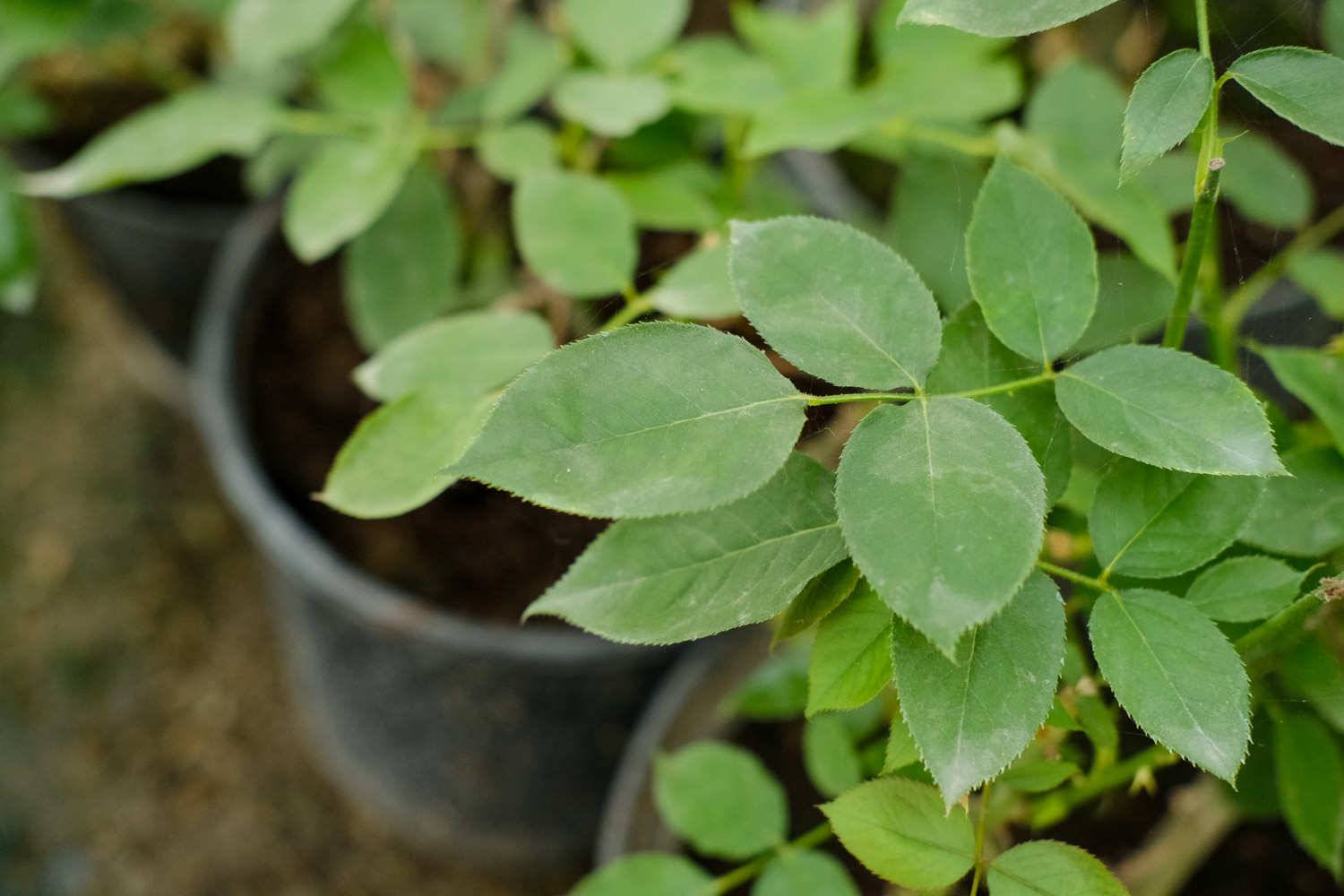 月季的种植时间