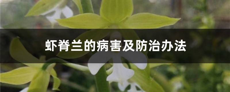 虾脊兰的病害及防治办法