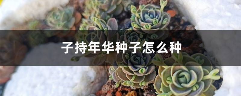 子持年华