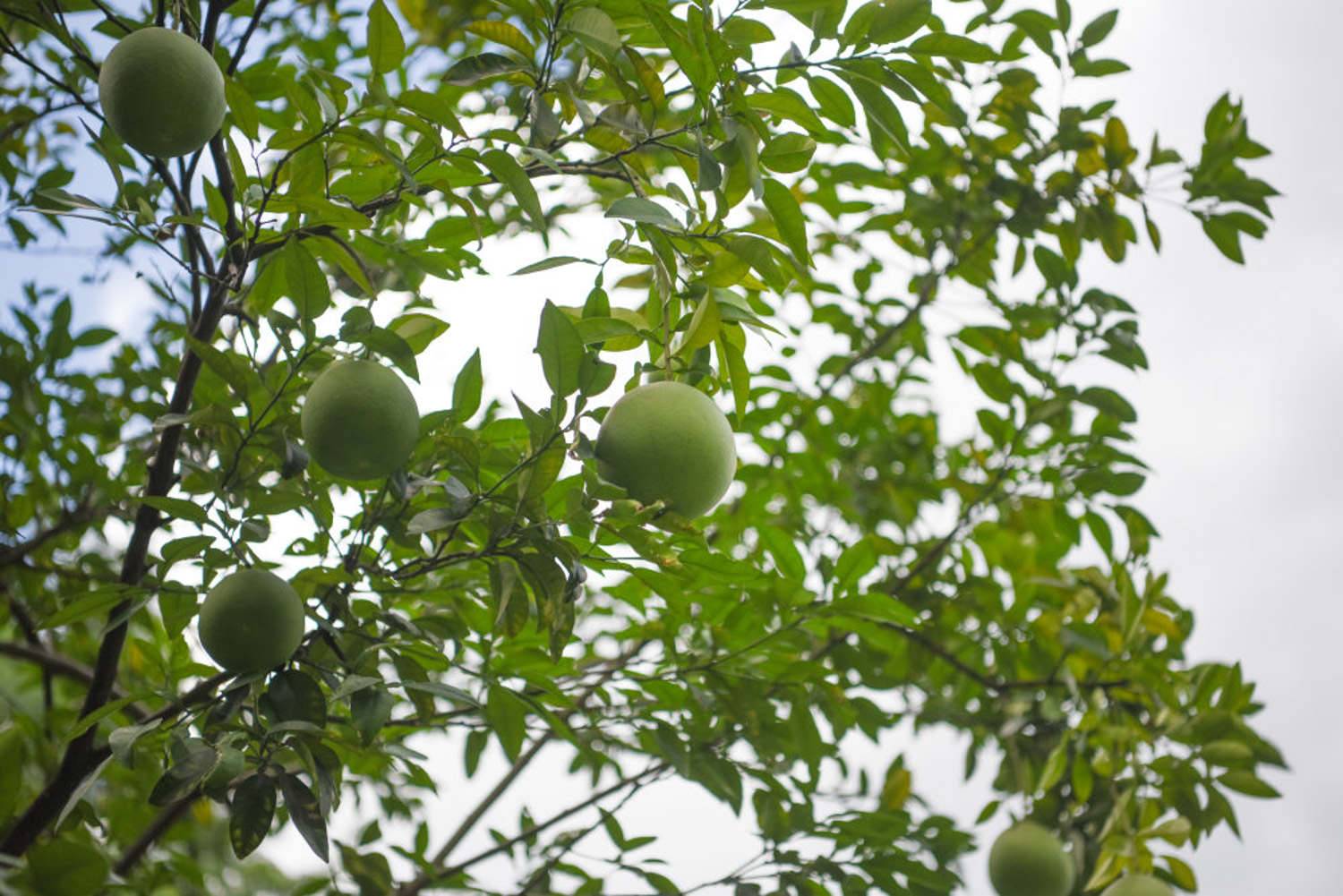 柚子在北方能种植吗