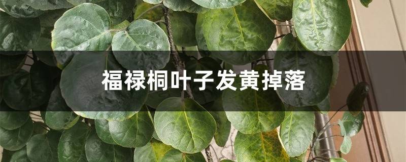 福禄桐