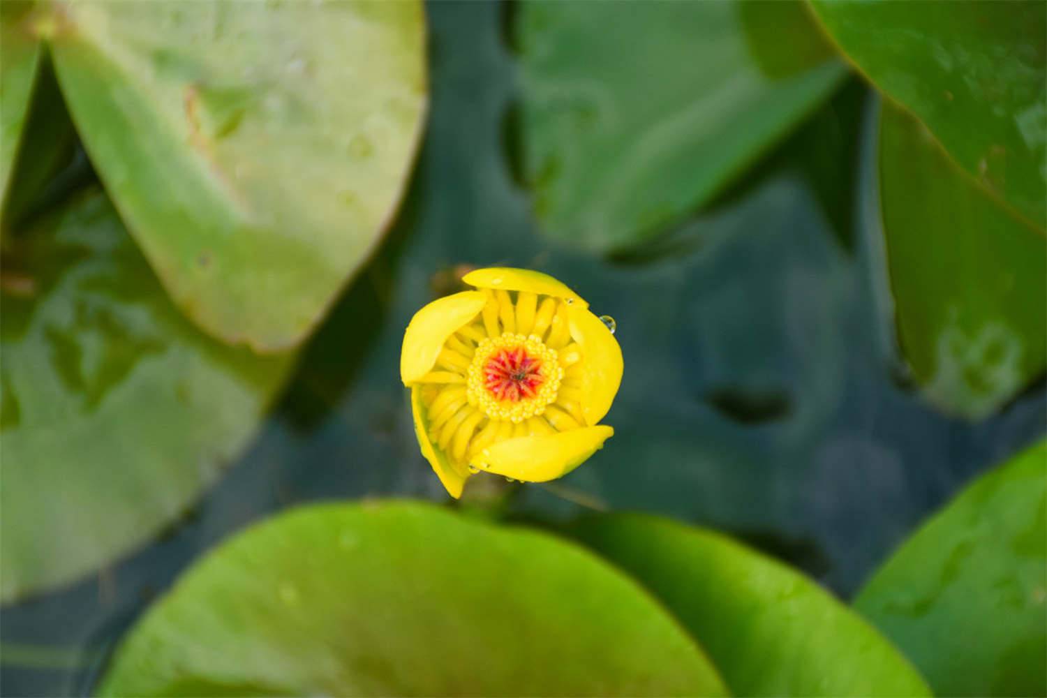 萍蓬草“排队”开花