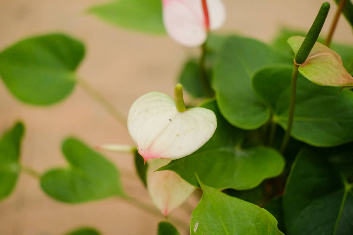 水培红掌烂根怎么办