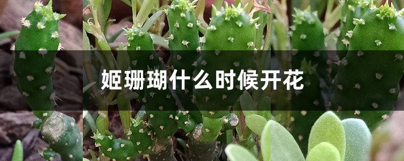 姬珊瑚什么时候开花