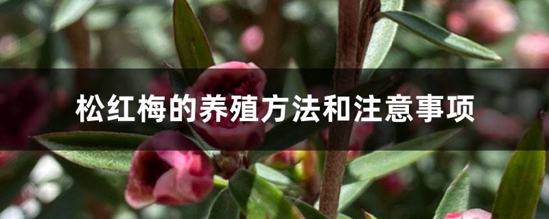 松红梅的养殖方法和注意事项