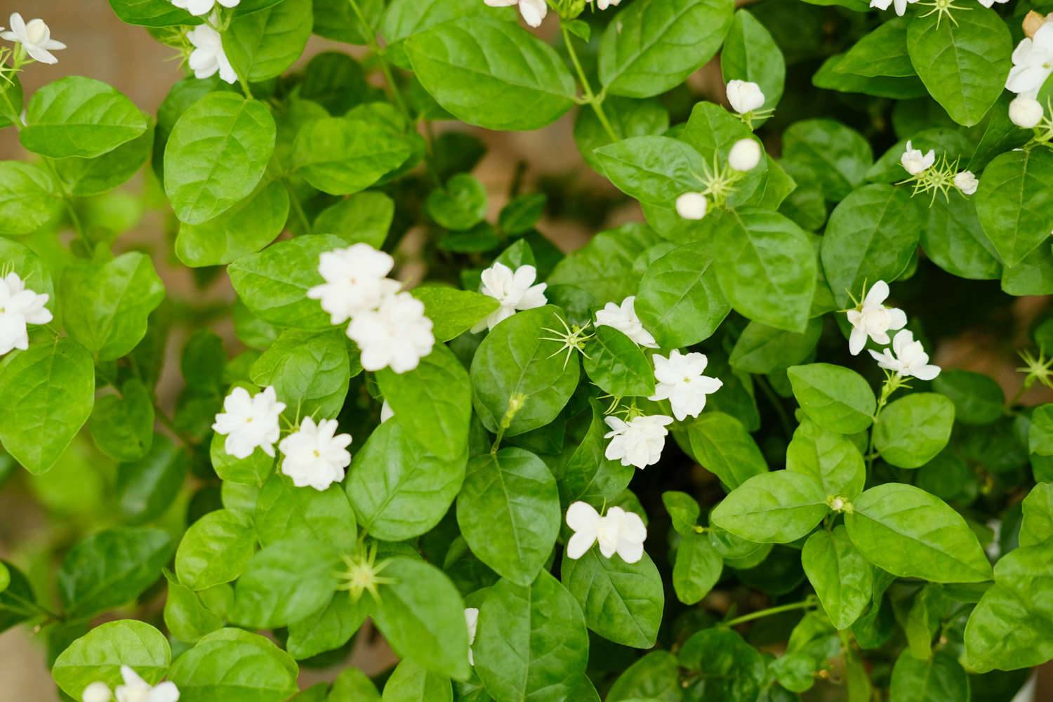 盆栽茉莉花的养护方法