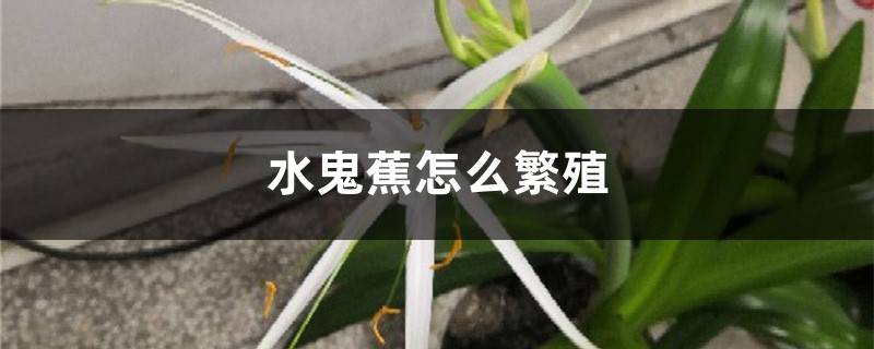 水鬼蕉怎么繁殖