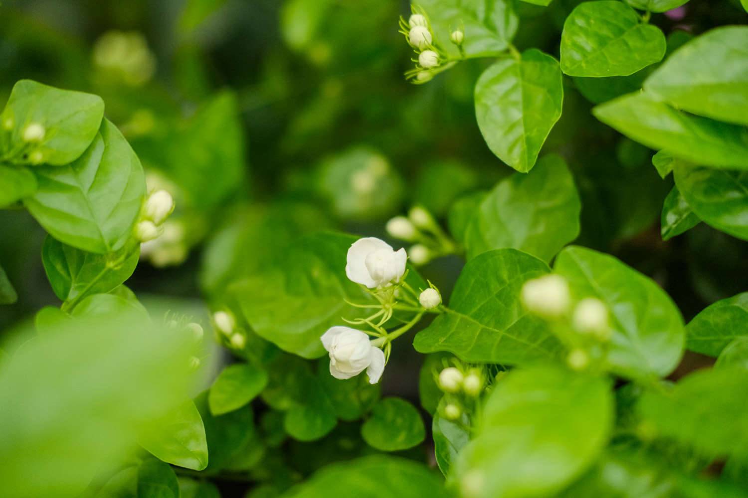 茉莉花的特点