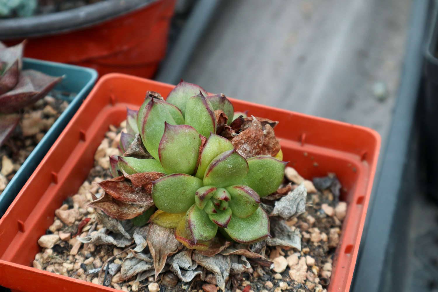 多肉植物春季养护三大忌