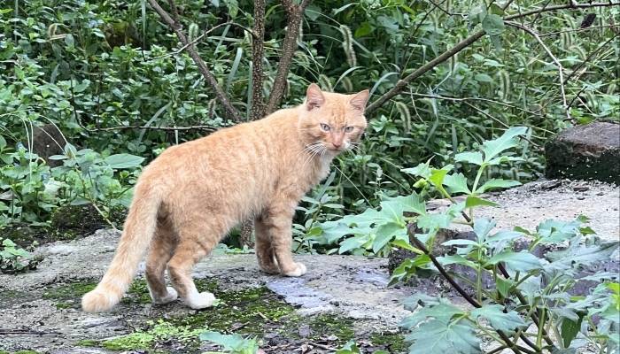 六月六浴猫狗，为什么要在六月六日浴猫狗