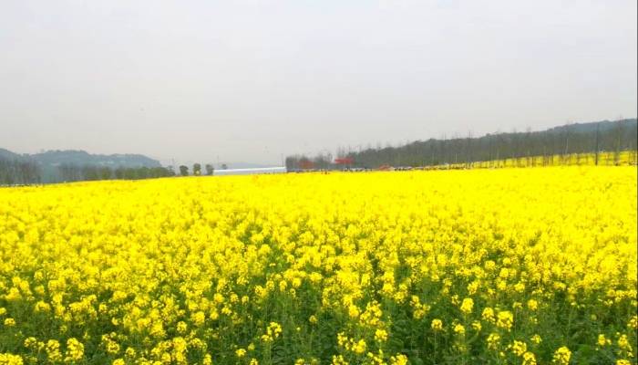 清明节起源之说法，清明节起源有哪些传说