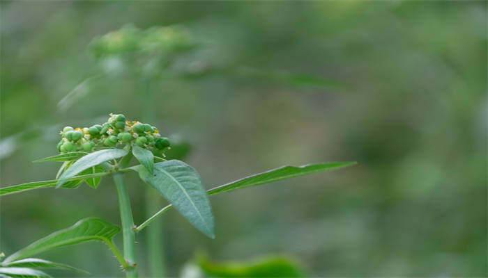 太子参种植技术与栽培管理